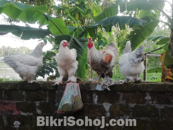 ব্রাহমা
